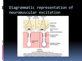 Diagrammatic representation of
neuromuscular excitation
 