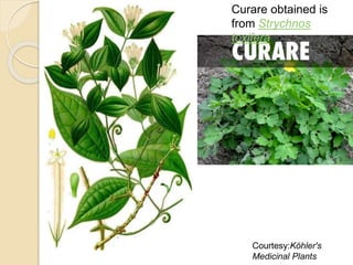 Curare obtained is
from Strychnos
toxifera
Courtesy:Köhler's
Medicinal Plants
 