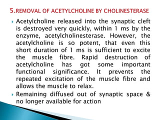 Acetylcholine released into the synaptic cleft
is destroyed very quickly, within 1 ms by the
enzyme, acetylcholinesterase. However, the
acetylcholine is so potent, that even this
short duration of 1 ms is sufficient to excite
the muscle fibre. Rapid destruction of
acetylcholine has got some important
functional significance. It prevents the
repeated excitation of the muscle fibre and
allows the muscle to relax.
 Remaining diffused out of synaptic space &
no longer available for action
 