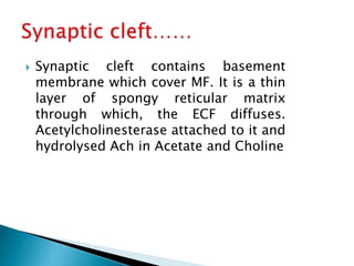  Synaptic cleft contains basement
membrane which cover MF. It is a thin
layer of spongy reticular matrix
through which, the ECF diffuses.
Acetylcholinesterase attached to it and
hydrolysed Ach in Acetate and Choline
 