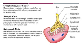 Neuromuscular junction- NEUROLOGICAL PHYSIOLOGY | PPTX