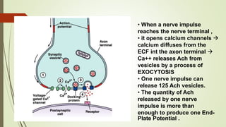 Neuromuscular junction anatomy & physiology | PPTX