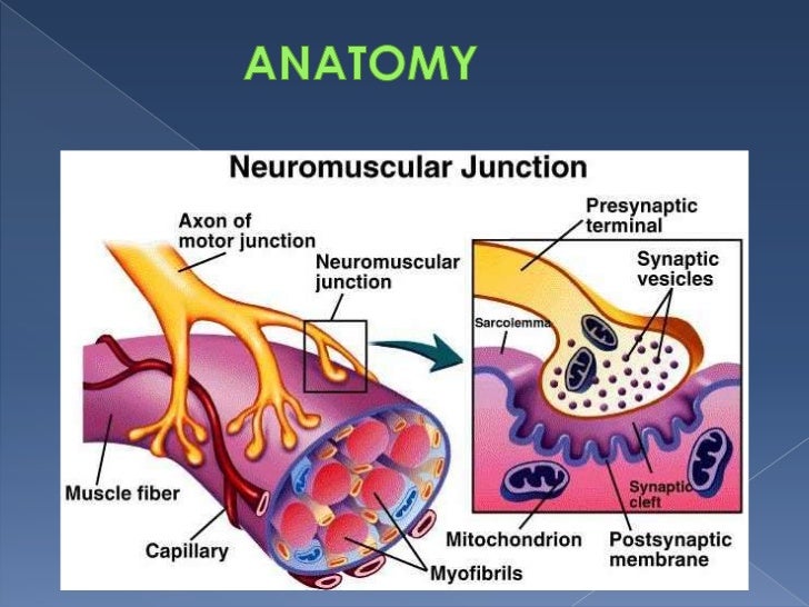 detail the components of a synapse Synaptic transmission is the process whereby one neuron (nerve cell) communicates with other neurons or effectors , such as a muscle cell, at a synapse. detail the components of a synapse Synaptic transmission is the process whereby one neuron (nerve cell) communicates with other neurons or effectors , such as a muscle cell, at a synapse.