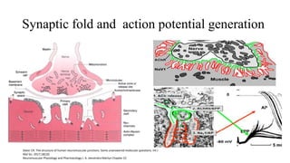 NEUROMUSCULAR JUNCTION [Autosaved].pptx