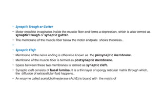 Symaptic Gutter Neuromuscular junction by Dr. Muralinath sir | PPTX