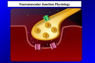 Neuromuscular Junction PhysiologyNeuromuscular Junction Physiology
 