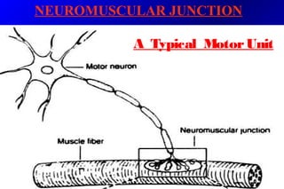 NEUROMUSCULAR JUNCTION
A Typical MotorUnit
 