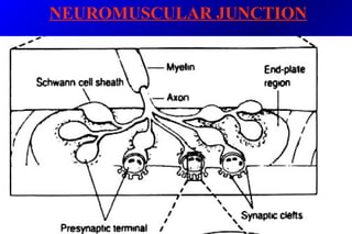NEUROMUSCULAR JUNCTION
 