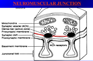 NEUROMUSCULAR JUNCTION
 