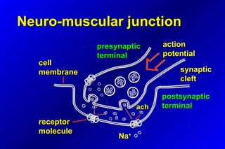 Neuro-muscular junctionNeuro-muscular junction
actionaction
potentialpotential
synapticsynaptic
cleftcleft
NaNa++
postsynapticpostsynaptic
terminalterminalachach
receptorreceptor
moleculemolecule
presynapticpresynaptic
terminalterminal
cellcell
membranemembrane
 
