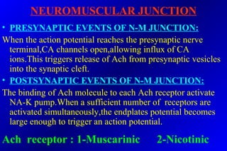 NEUROMUSCULAR JUNCTION
• PRESYNAPTIC EVENTS OF N-M JUNCTION:
When the action potential reaches the presynaptic nerve
terminal,CA channels open,allowing influx of CA
ions.This triggers release of Ach from presynaptic vesicles
into the synaptic cleft.
• POSTSYNAPTIC EVENTS OF N-M JUNCTION:
The binding of Ach molecule to each Ach receptor activate
NA-K pump.When a sufficient number of receptors are
activated simultaneously,the endplates potential becomes
large enough to trigger an action potential.
Ach receptor : 1-Muscarinic 2-Nicotinic
 