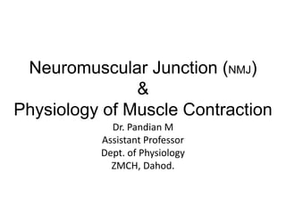 Neuromuscular Junction (NMJ)
&
Physiology of Muscle Contraction
Dr. Pandian M
Assistant Professor
Dept. of Physiology
ZMCH, Dahod.
 