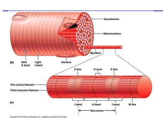 Neuromuscular Junction, Skeletal Muscle contraction  and Motor Unite.pptx