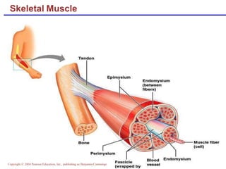 Neuromuscular Junction, Skeletal Muscle contraction  and Motor Unite.pptx
