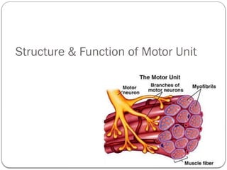 Neuromuscular Junction & transmission + Structure & function.pptx
