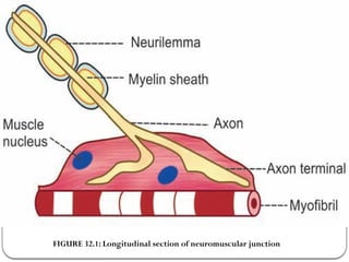 Neuromuscular Junction & transmission + Structure & function.pptx