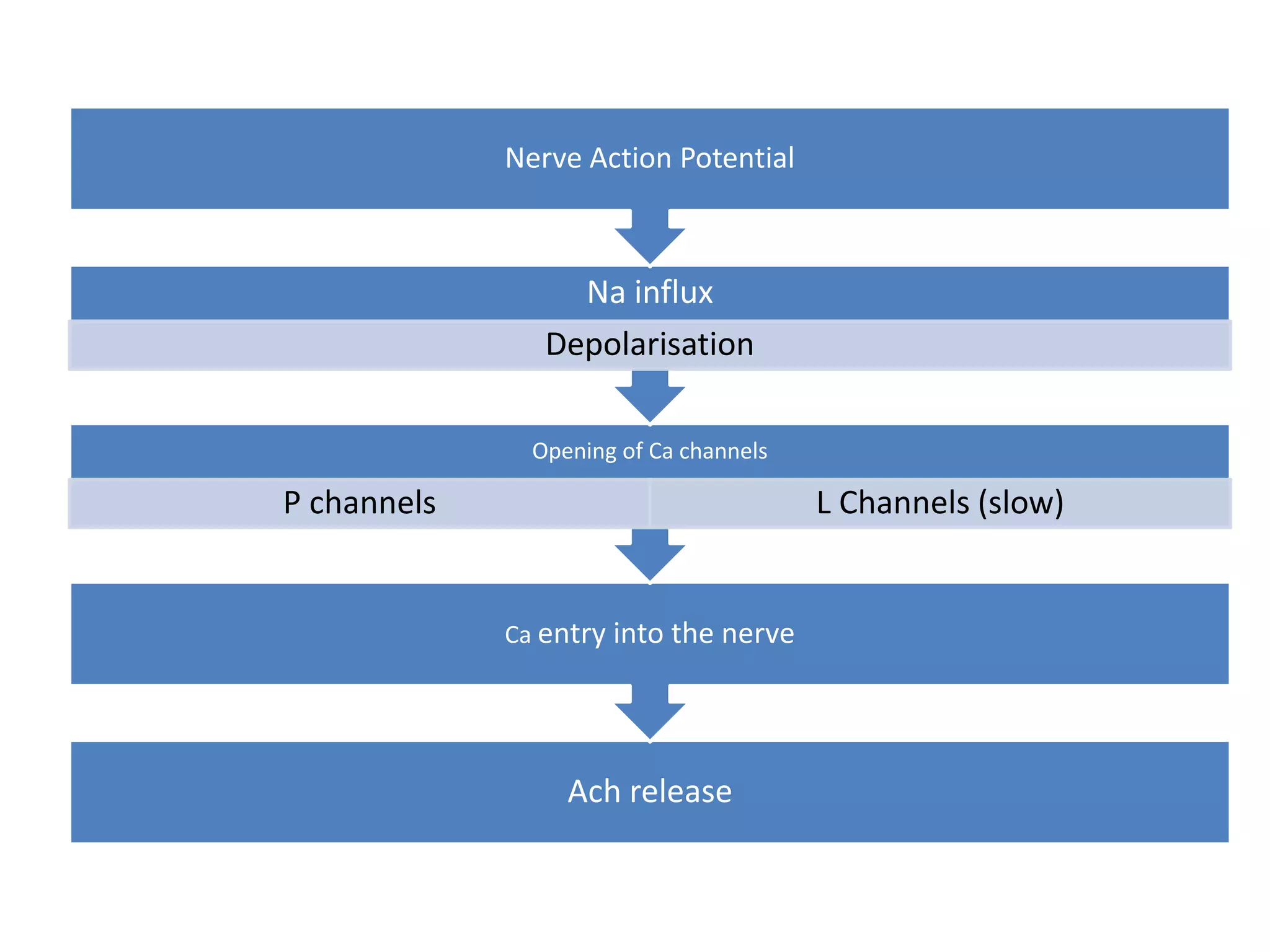 Ach release
Ca entry into the nerve
Opening of Ca channels
P channels L Channels (slow)
Na influx
Depolarisation
Nerve Action Potential
 