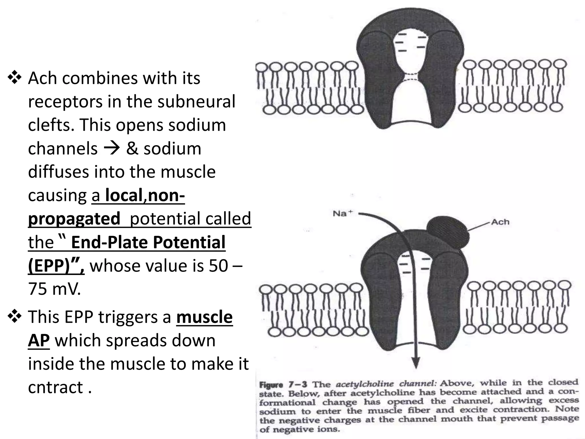  Ach combines with its
receptors in the subneural
clefts. This opens sodium
channels  & sodium
diffuses into the muscle
causing a local,non-
propagated potential called
the “ End-Plate Potential
(EPP)”, whose value is 50 –
75 mV.
 This EPP triggers a muscle
AP which spreads down
inside the muscle to make it
cntract .
 