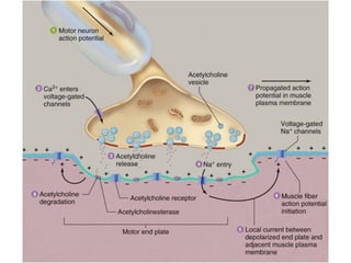 Neuromuscular transmission | PDF