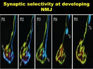 Synaptic selectivity at developing
NMJ

 