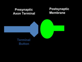 Presynaptic
Axon Terminal

Terminal
Button

Postsynaptic
Membrane

 
