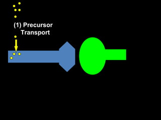 (1) Precursor
Transport

 