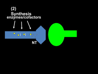 (2)
Synthesis

_
_
_

enzymes/cofactors

NT

 