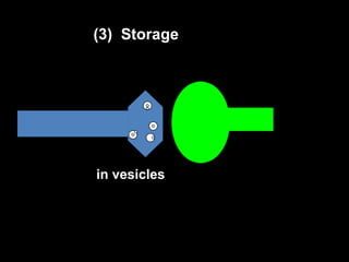 (3) Storage

in vesicles

 