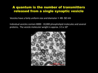 A quantum is the number of transmitters
released from a single synaptic vesicle
Vesicles have a fairly uniform size and diameter ≈ 40- 50 nm
Individual vesicles contain 8000 - 10,000 phospholipid molecules and several
proteins. The vesicle molecular weight is approx. 3-5 x 106

 