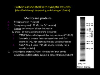 Proteins associated with synaptic vesicles
(identified through sequencing and cloning of cDNA’s)

Membrane proteins
A.
B.
C.

Synaptophysin (~ 36 kD)
Synaptotagmin (~ 61 kD; the Ca2+ sensor)
Snares (residents of either the vesicle
[v-snare] or the target membrane [t-snare])
1.
VAMP (also called synaptobrevin), a v-snare (~18 kD)
2.
Syntaxin, a t-snare that also associates with Ca 2+
channels (~32 kD; technically not a vesicle protein)
3.
SNAP-25, a t-snare (~25 kD; also technically not a
vesicle protein)
D. Electrogenic proton ATPase -creates emf that drives
neurotransmitter uptake against a concentration gradient

 