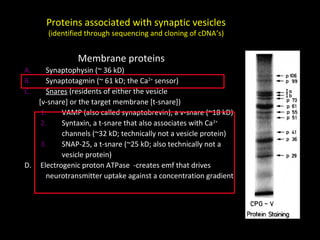 Proteins associated with synaptic vesicles
(identified through sequencing and cloning of cDNA’s)

Membrane proteins
A.
B.
C.

Synaptophysin (~ 36 kD)
Synaptotagmin (~ 61 kD; the Ca2+ sensor)
Snares (residents of either the vesicle
[v-snare] or the target membrane [t-snare])
1.
VAMP (also called synaptobrevin), a v-snare (~18 kD)
2.
Syntaxin, a t-snare that also associates with Ca 2+
channels (~32 kD; technically not a vesicle protein)
3.
SNAP-25, a t-snare (~25 kD; also technically not a
vesicle protein)
D. Electrogenic proton ATPase -creates emf that drives
neurotransmitter uptake against a concentration gradient

 