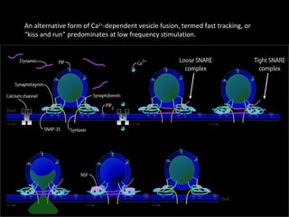 An alternative form of Ca2+-dependent vesicle fusion, termed fast tracking, or
“kiss and run” predominates at low frequency stimulation.

 
