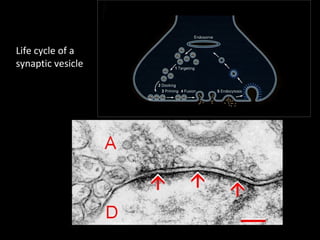 Life cycle of a
synaptic vesicle

 