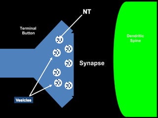 Terminal
Button

Dendritic
Spine

Synapse

 