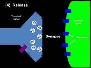 (4) Release
Terminal
Button

Dendritic
Spine

Synapse

Receptors

 