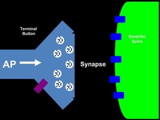 Terminal
Button

AP

Dendritic
Spine

Synapse

 