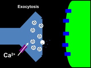 Exocytosis

Ca2+

 
