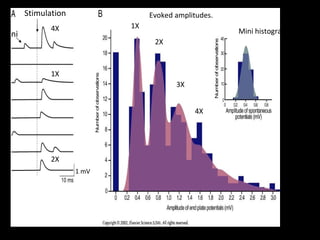 Stimulation
mini

Evoked amplitudes.
1X

4X

Mini histogram.
2X

1X
3X
4X

2X
1 mV

Squire Fund. Neurosci.

 