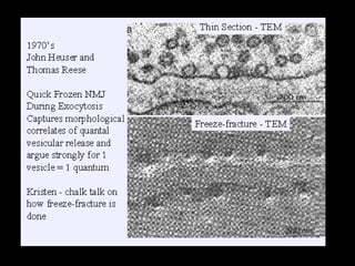 From Kristin Harris Lectures.
http://synapses.mcg.edu/lab/harris/lectures.htm

 