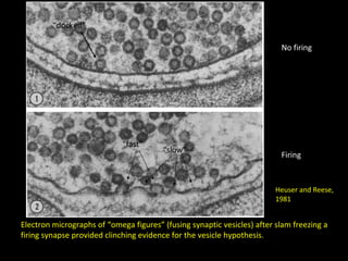 “docked”
No firing

“fast”

“slow”

Firing

Heuser and Reese,
1981

Electron micrographs of “omega figures” (fusing synaptic vesicles) after slam freezing a
firing synapse provided clinching evidence for the vesicle hypothesis.

 