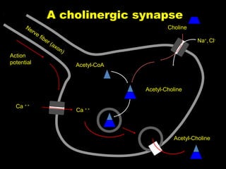 A cholinergic synapse
Ne
rv

Action
potential

Choline

ef
ibe
r(
ax
on
)

Na+, Cl-

Acetyl-CoA

Acetyl-Choline
Ca + +

Ca + +

Acetyl-Choline

 