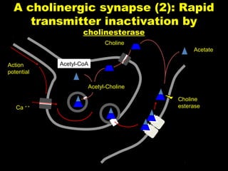 A cholinergic synapse (2): Rapid
transmitter inactivation by
cholinesterase
Choline
Acetate
Action
potential

Acetyl-CoA

Acetyl-Choline

Ca + +

Choline
esterase

 