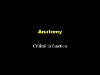 Anatomy
Critical to function

 