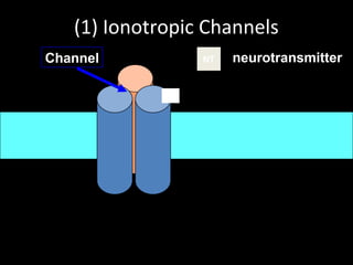 (1) Ionotropic Channels
Channel

NT

neurotransmitter

 