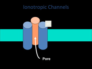 Ionotropic Channels
NT

Pore

 