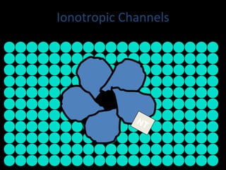 Ionotropic Channels

NT

 