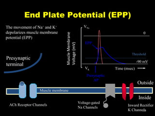 End Plate Potential (EPP)

Presynaptic
terminal

VNa

Muscle Membrane
Voltage (mV)

The movement of Na+ and K+
depolarizes muscle membrane
potential (EPP)

0
EPP
Threshold

-90 mV
VK
Presynaptic
AP

Time (msec)

Outside

Muscle membrane

Inside
ACh Receptor Channels

Voltage-gated
Na Channels

Inward Rectifier
K Channels
45

 