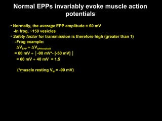 Normal EPPs invariably evoke muscle action
potentials
• Normally, the average EPP amplitude = 60 mV
-In frog, ~150 vesicles
• Safety factor for transmission is therefore high (greater than 1)
- Frog example:
∆VEPP ÷ ∆VAPthreshold
= 60 mV ÷ │-90 mV*- [-50 mV] │
= 60 mV ÷ 40 mV = 1.5
(*muscle resting VM = -90 mV)

 