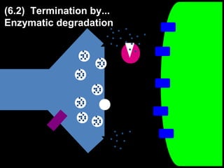 (6.2) Termination by...
Enzymatic degradation

 