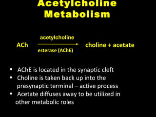 Acetylcholine
Metabolism
acetylcholine

ACh

esterase (AChE)

choline + acetate

• AChE is located in the synaptic cleft
• Choline is taken back up into the
presynaptic terminal – active process
• Acetate diffuses away to be utilized in
other metabolic roles

 